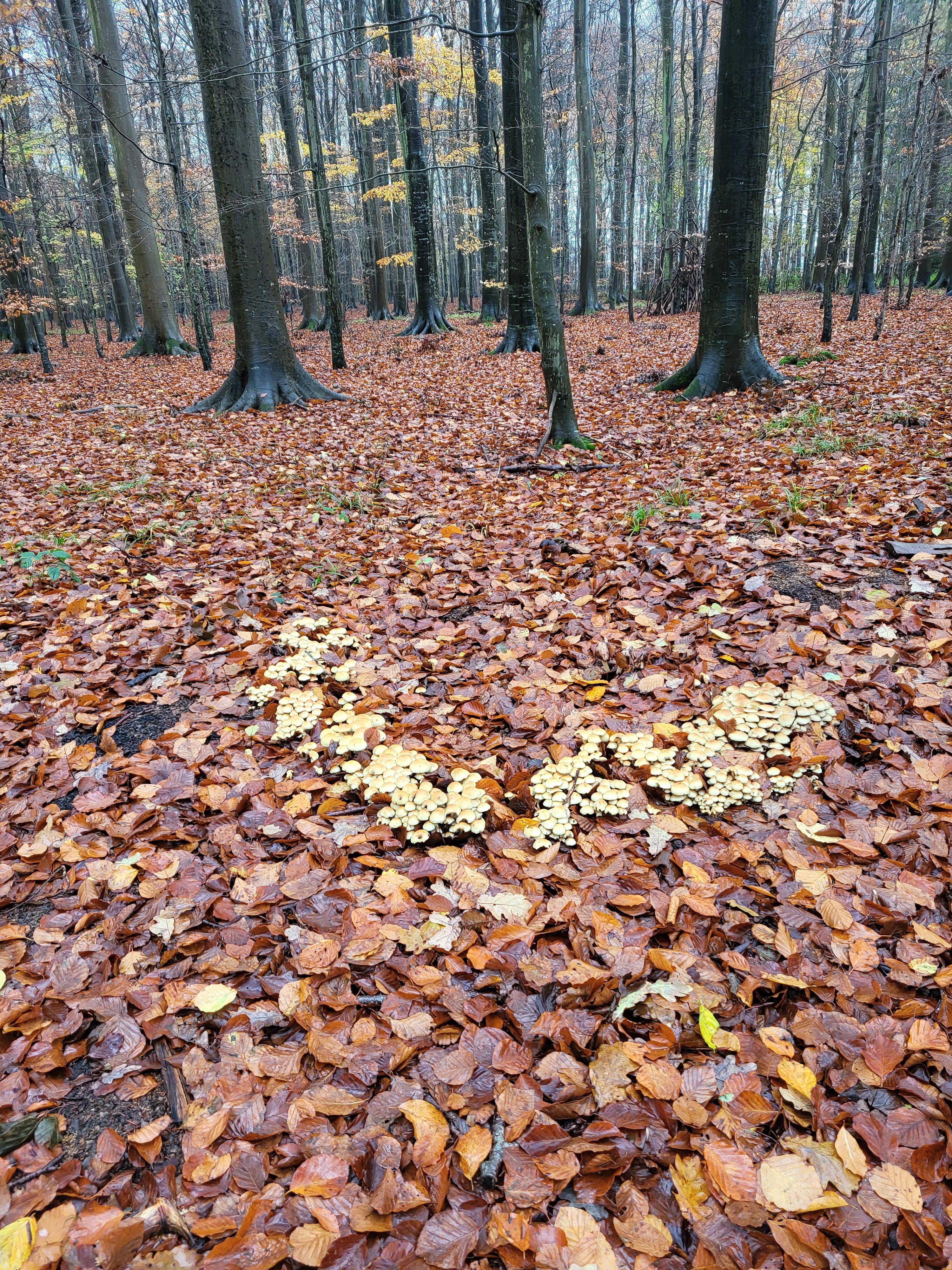 Møn Rundt